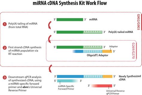 A cdna/ complementary dna is synthesized from the mrna using the enzyme known as contrary to the central dogma process, the cdna synthesis process is reverse! CDNA - JapaneseClass.jp