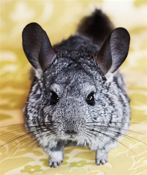 How To Take Care Of A Pet Chinchilla