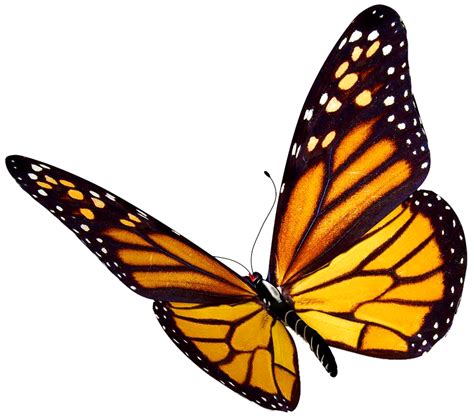 Monarch Butterfly Png Clipart Png All Png All