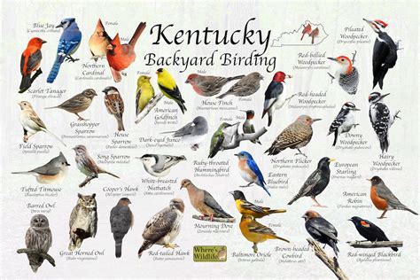 Birds Of Kentucky Backyard Birding Identification Picture Etsy