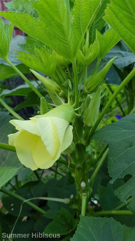 Abelmoschus Esculentus Okra Vegetable Summer Hibiscus