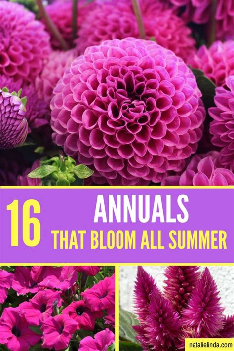 They love the heat and will keep blooming all summer long. 16 Annuals That Bloom ALL Summer Long - Natalie Linda ...