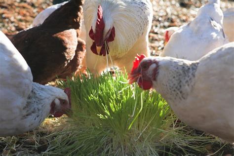 How to build a fodder system and save money! Make your own inexpensive livestock fodder growing system ...