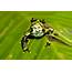Restoring Central Americas Frog Population  Conservation Nation
