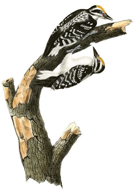 Philleps Woodpecker Bird Vintage Illustrations Free Vintage Illustrations