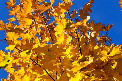 Yellowing Leaves On The Trees Stock Photo Image Of Nature Park 73975992