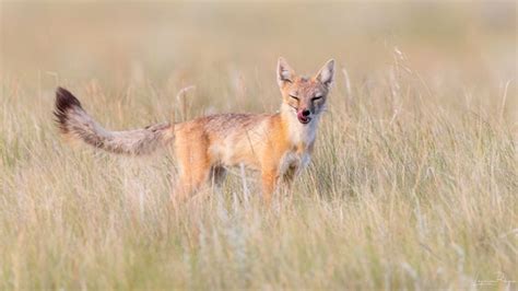Swift Foxes Making A Comeback In Canada
