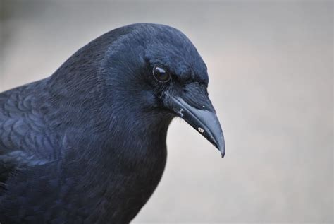 Crows A Bird Thats Not Bird Brained