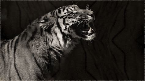 Black and white tiger by harleydane on deviantart. White Tiger Full HD Wallpaper and Background Image ...