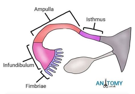 Structure And Function Of Fallopian Tube
