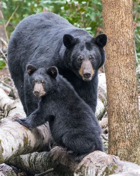 black bear mother and cub sitting on an aspen log smithsonian photo contest smithsonian magazine