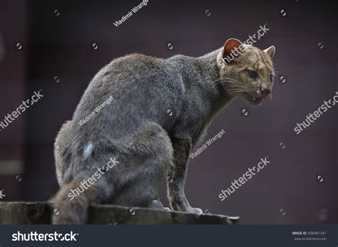 Jaguarundi Puma Yagouaroundi Known Eyra Cat Stock Photo 508481341