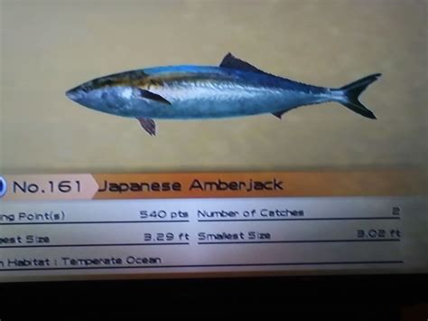 Japanese Amberjack Wii Fishing Resort Wiki Fandom