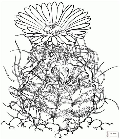Barrel Cactus Drawing At Getdrawings Free Download