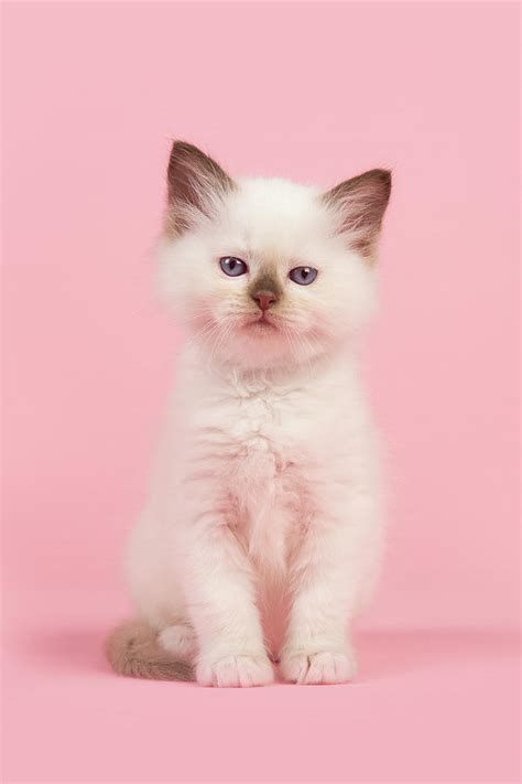 Rag Doll Baby Cat Photograph By Elles Rijsdijk Fine Art America