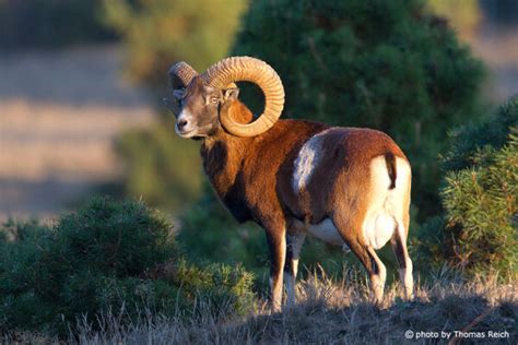 Mouflon Ovis Orientalis Orientalis Gruppe Info Details Facts And Images