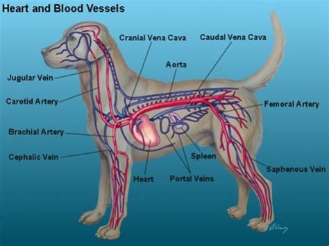 Dog Cardiovascular System Diagram Quizlet