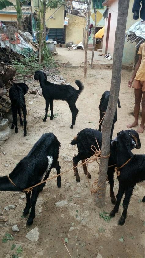 Both Goat At Rs 8000piece In Tiruttani Id 15786602473