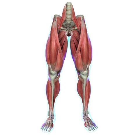 full muscles of the leg medical edition 3d model cgtrader leg muscles anatomy body muscle