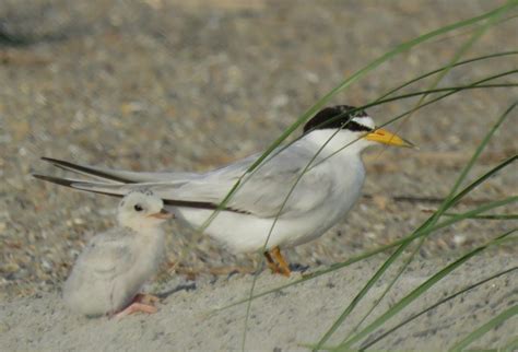 A Look Back At Nesting Season On The South End Of Wrightsville Beach