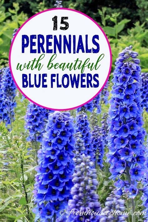 And you can find choices that will work extremely well for a polyculture planting scheme in a sunny bed or border, or for a shady forest garden. 15 Of The Best Easy Care Perennials With Beautiful Blue in ...