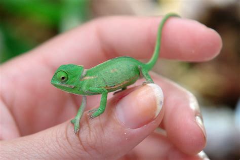 Baby Veiled Chameleon Care