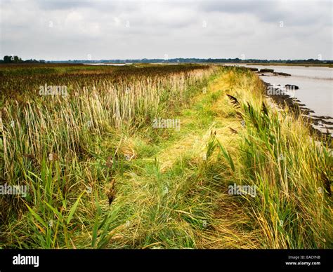 Reed Beds And Marshes Hi Res Stock Photography And Images Alamy