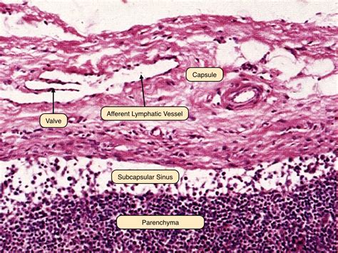 Lymph Node Secondary Follicle
