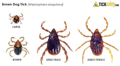 Note that this is greatly enlarged to show detail. Tick Identification - Brown Dog Tick