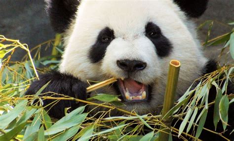 Los Osos Pandas No Deberían Comer Bambú Pcnpost