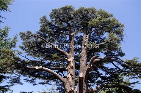 Cedars Of Lebanon At Arz Ar Rab Cedar Forest Adr1307118071