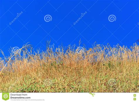 Yellow Grass With Blue Sky Stock Image Image Of Green 21105621