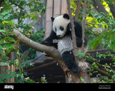 Panda Bear Sleeping In Tree Stock Photo Alamy