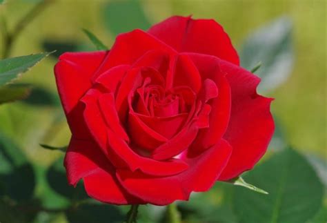 10 Gambar Sekuntum Bunga Mawar Merah Paling Dicari