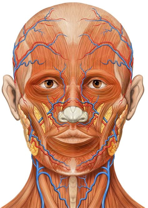 Anatomical Diagram Of The Muscles Of The Face Muscles Of The Face