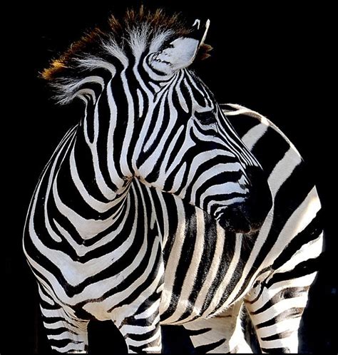 Zebra By Roger Eamer I Suspect Its Hard To Take A Bad Photo Of A
