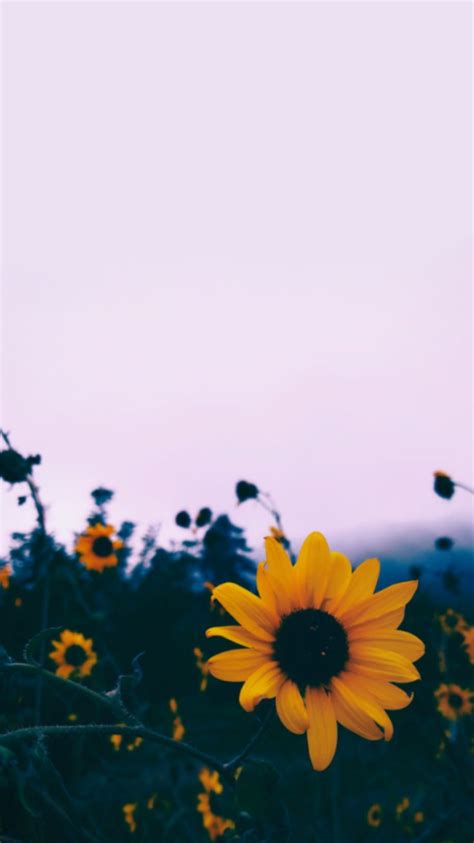 Cute Aesthetic Sunflower Wallpaper Iphone Wallpaper01 In