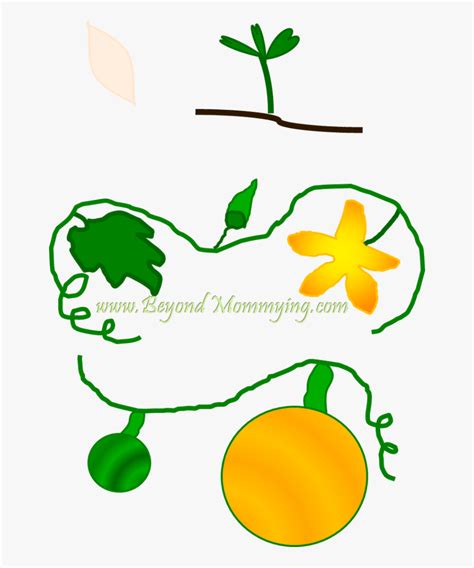 Growth Vector Tree Life Cycle Free Transparent Clipart ClipartKey
