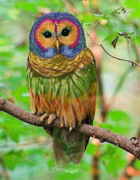 The Rainbow Owl Is A Rare Species Of Owl Found In Hardwood Forests In