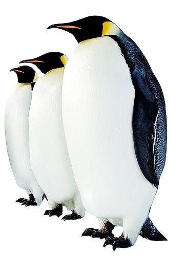 Penguin High Quality Png Png All Png All