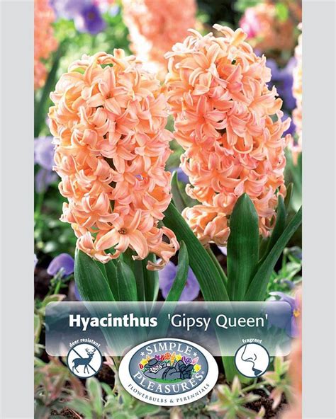 Departments Hyacinth Gypsy Queen 5 Pack