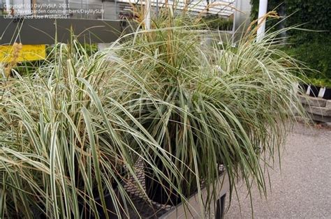 Plantfiles Pictures Calamagrostis Variegated Feather Reed Grass