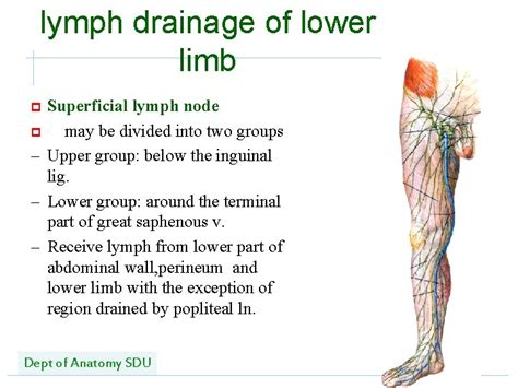 Lymphatic Drainage Of Lower Limb Anatomy Qa My Xxx Hot Girl