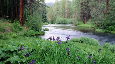 Pictures Of Nature Scenery River In Quiet Flow Purple
