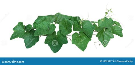 Pumpkin Leaves Vine Plant Stem And Tendrils Bush Isolated On White