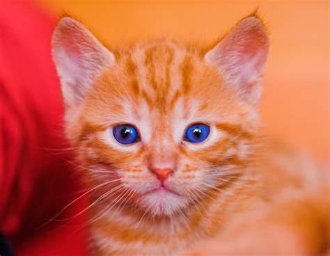 Portrait Of A Red Kitten With Blue Eyes I Love This Shot B Flickr