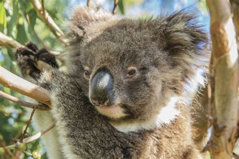 Top 10 Cutest Australian Animals Puresa