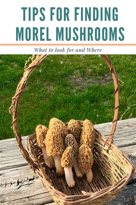 Tips For Finding Morel Mushrooms Stuffed Mushrooms Morel Mushroom