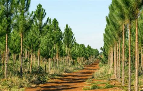 How Fast Does Pine Tree Grow Based On Its Variety Embracegardening