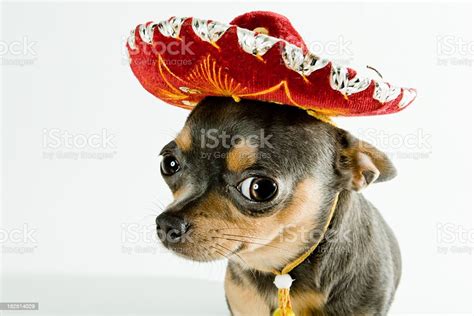 A Mexican Dog Wearing A Red Hat Stock Photo Download Image Now